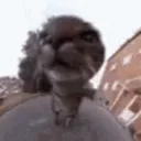 miau