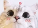 cutecat
