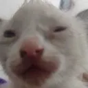 cat_zoinked