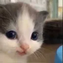 hehecat