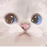 cls_WholesomeCat Discord Emoji