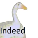 GoosIndeed GoosIndeed