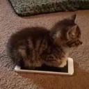 catsit