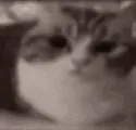 Catbomb