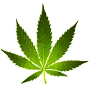 Planta