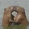capabara