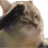 Cat_F Cat_F