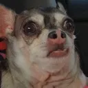 BLOOHAHAHA Discord Emoji