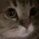 meow