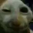 xxd xxd