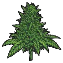 weedflower