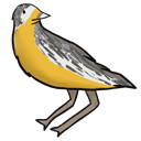 meadowlark meadowlark