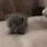 cat_lotsofPats