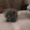 :cat_lotsofPats: