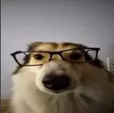 iqDog