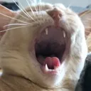 bigyawn