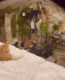 catsuspicious