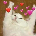 catlove catlove