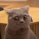 sidesideeye