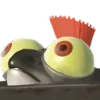 BuddyPeek
