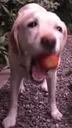 tomatodog