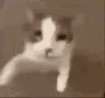 catkiss catkiss