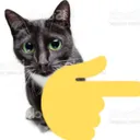1484pointingrightcat Discord Emoji