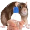 RatWater RatWater