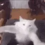 catdance
