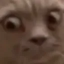 CattoSideEye