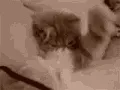 shycat