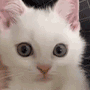 kittygif Discord Emoji