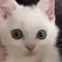kittygif