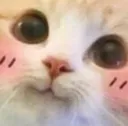 CuteBlushCat