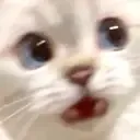 catto_whA Discord Emoji