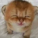 gatolol