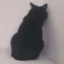 catshame