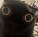 Stare