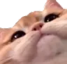 cutecat
