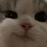 wink_cat Discord Emoji