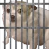 1HorniiJail