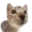 Kitten kitten Discord Emoji