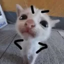 cat Discord Emoji