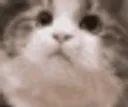 yesCat