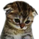 sadcat