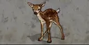 babydeer