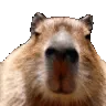 Capyleft