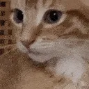 cheddorime