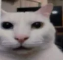 catramirez catramirez