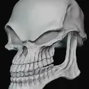 skull